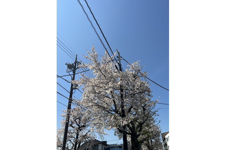 桜